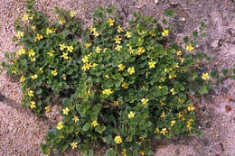 Image of Goodenia rotundifolia R. Br.