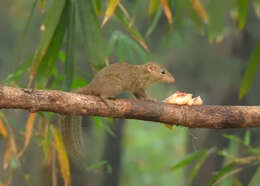 Image of Northern Tree Shrew