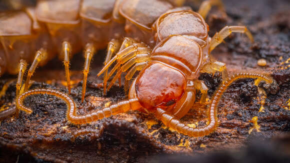 Image of Stone Centipedes