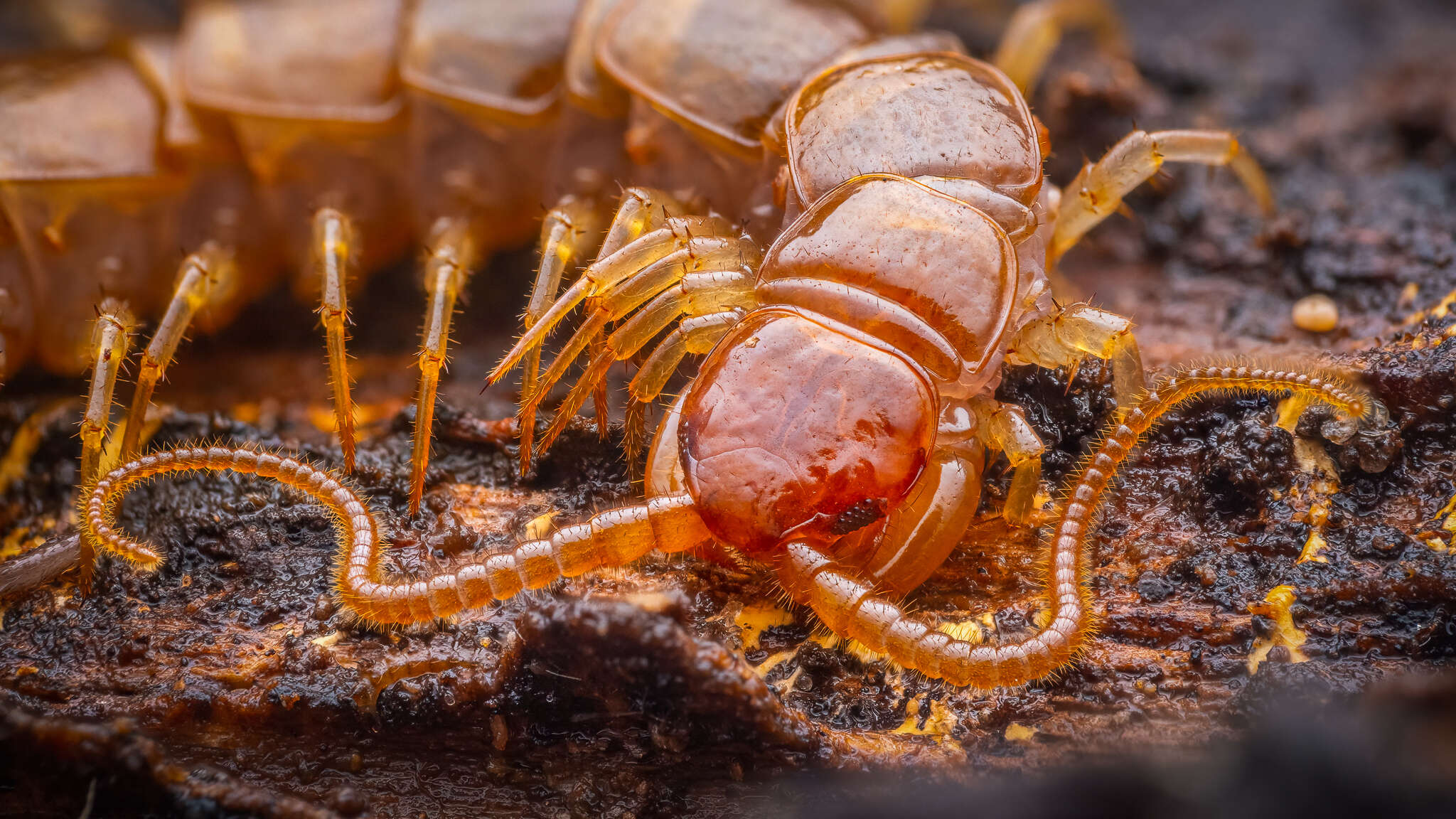 Image of Stone Centipedes