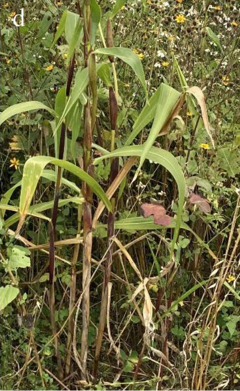 Image of corn