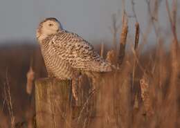 Imagem de Bubo scandiacus (Linnaeus 1758)