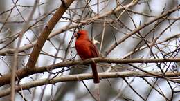 Image of Cardinalis Bonaparte 1838