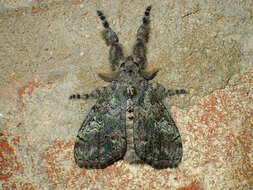 Image of Southern Tussock Moth