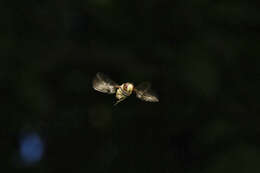 Image of Marmalade hoverfly