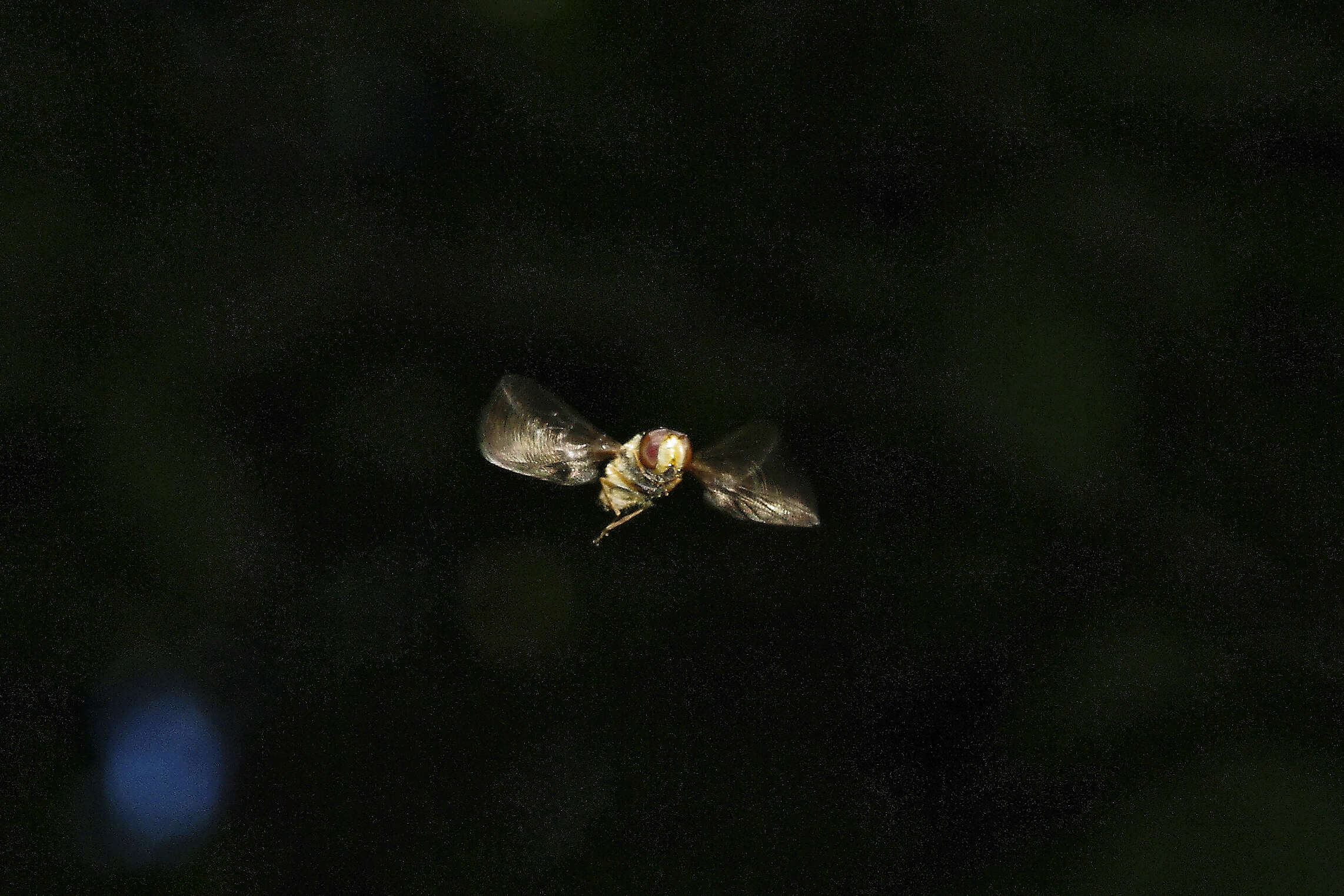 Image of Marmalade hoverfly