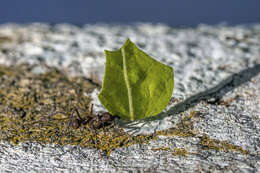 Image of Leaf-cutter ant