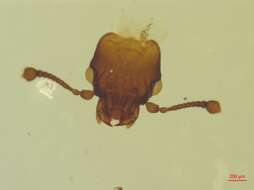 Image of Rhizophagus (Eurhizophagus) grandis Gyllenhal 1827