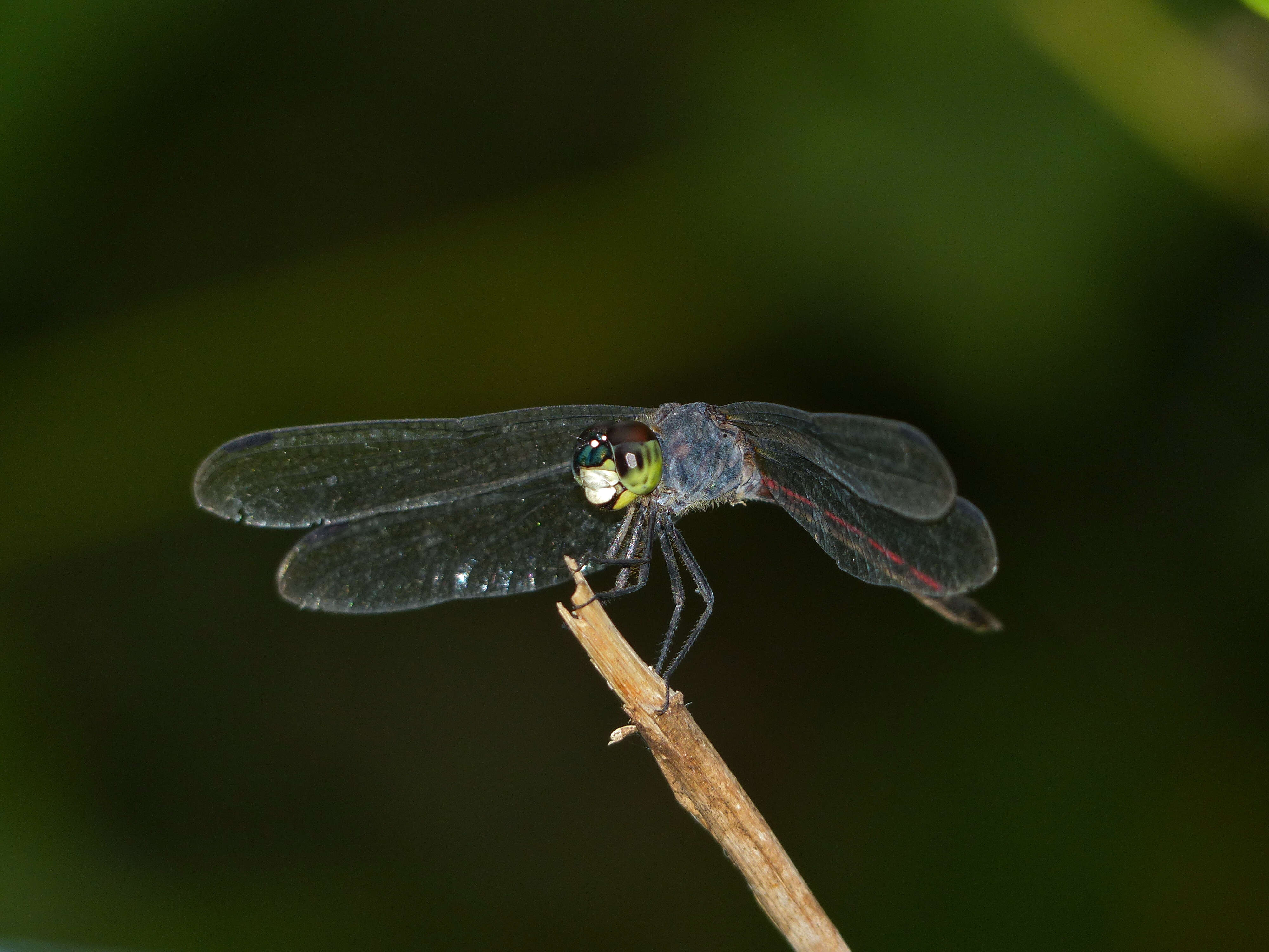 Image of Agrionoptera insignis (Rambur 1842)