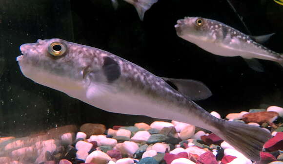 Image of Purple Puffer