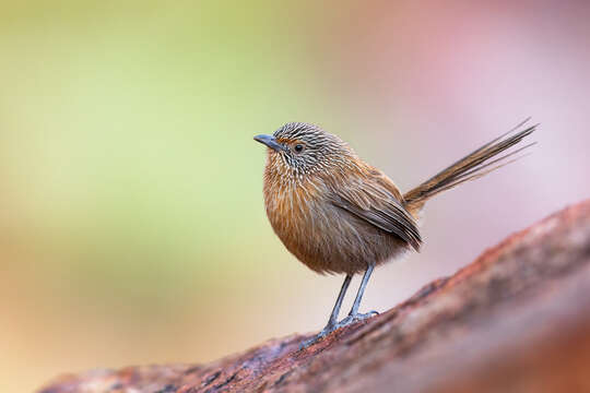 Image of Dusky Grasswren