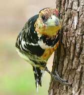 Image of Crested Barbet