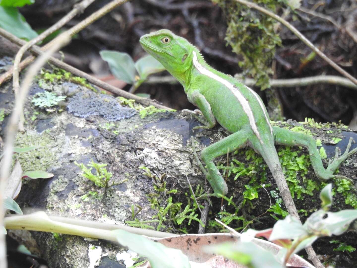 Image of Ihering's fathead anole