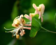 Image of Italian Honeysuckle