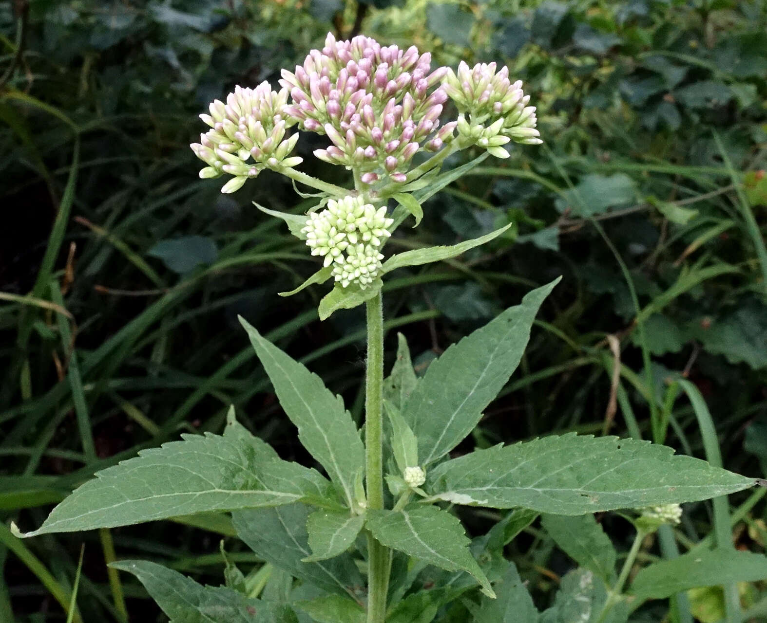 Image of hemp agrimony