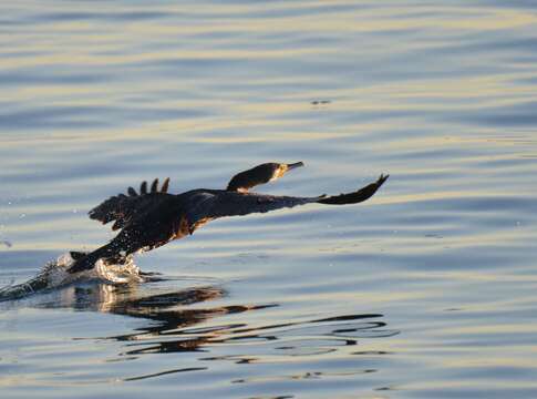 Image of Black Shag