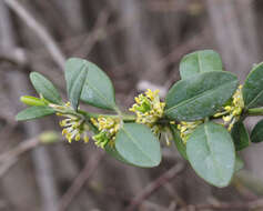 Image of Buxus sempervirens