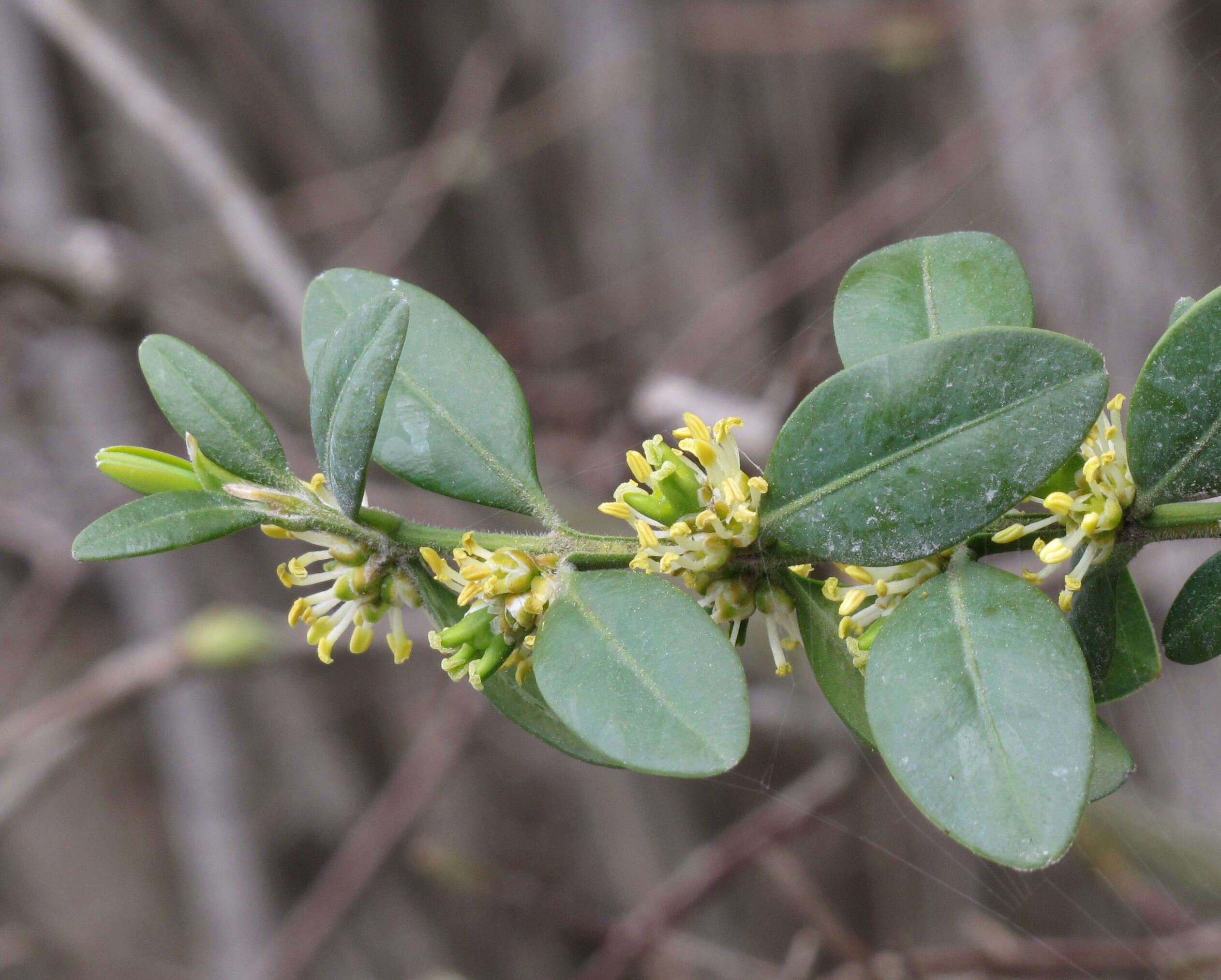 Image of Buxus sempervirens