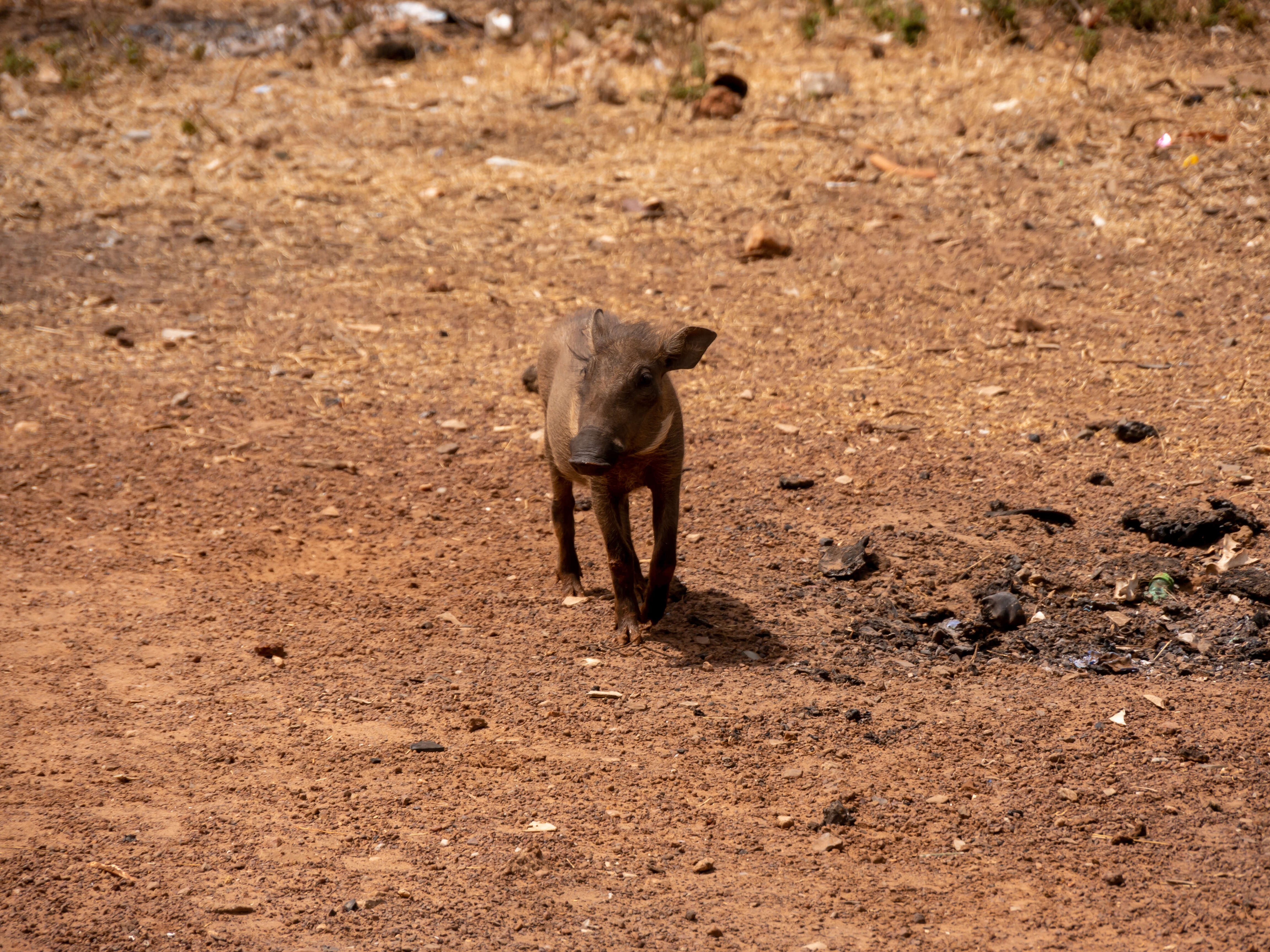 Image of Phacochoerini