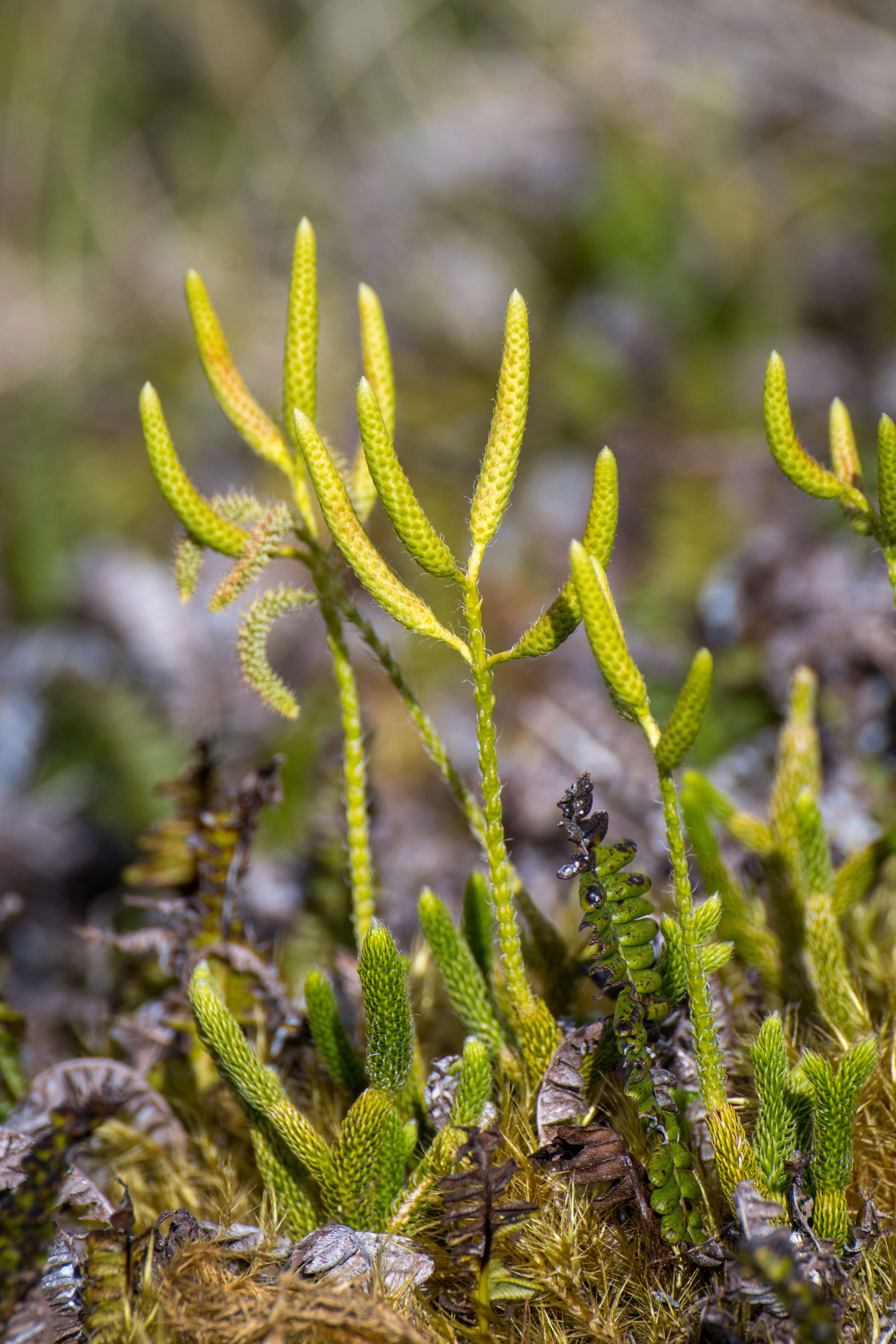 Image of Stag's-horn Clubmoss