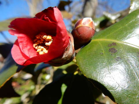 Image of camellia