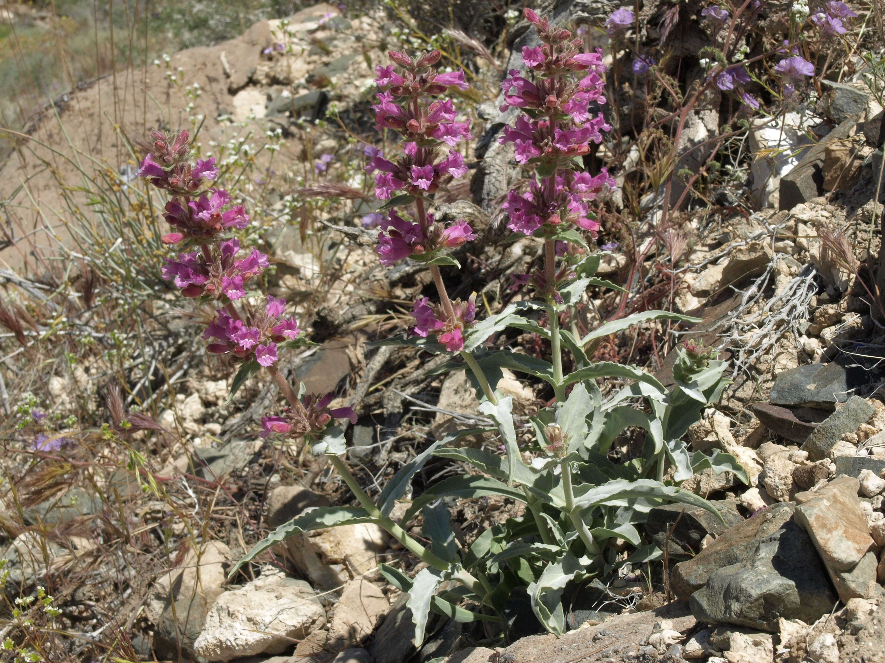 Image of Mono penstemon