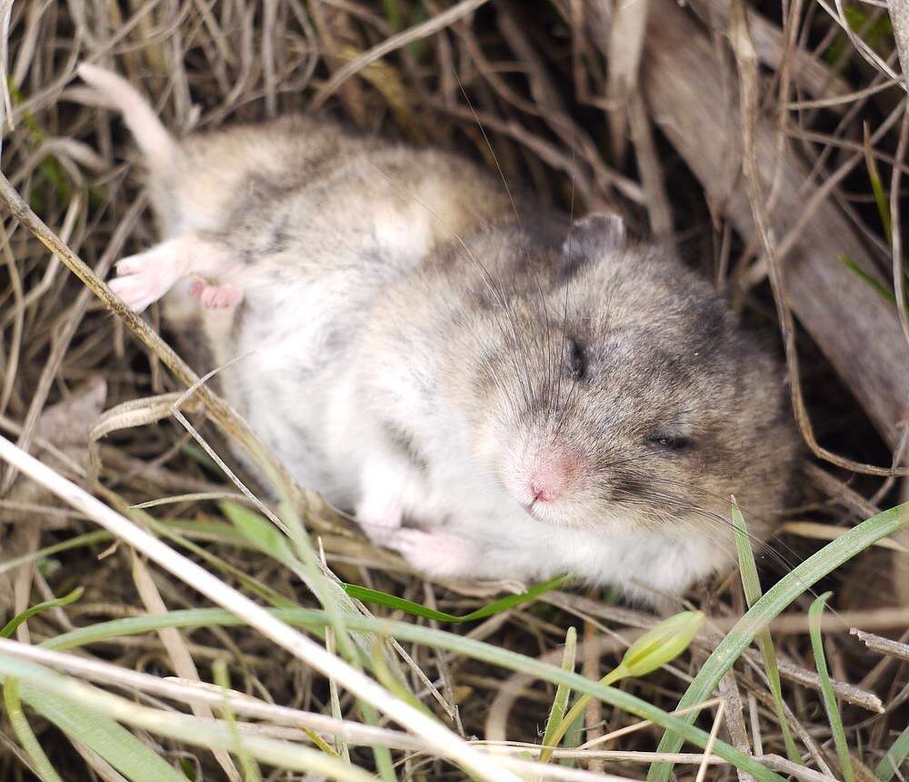 Image of Gray Dwarf Hamster