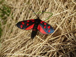 Image of Zygaena anthyllidis Boisduval 1828