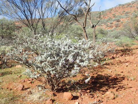 Image of Eremophila conferta Chinnock