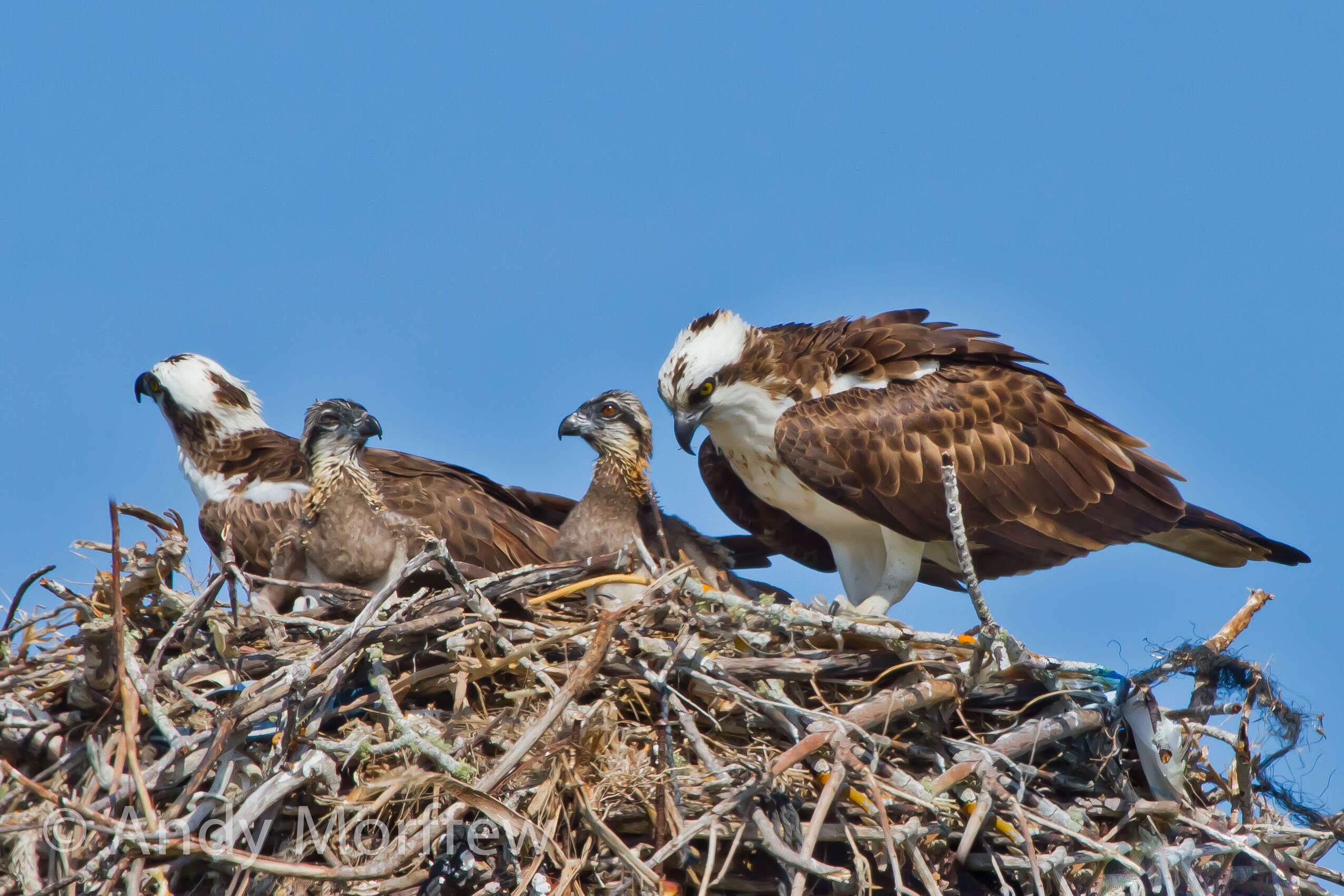 Image of ospreys