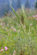 Imagem de Bromus marginatus Nees ex Steud.