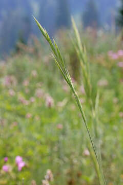 Imagem de Bromus marginatus Nees ex Steud.