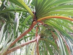 Image of Seychelles Pandanus