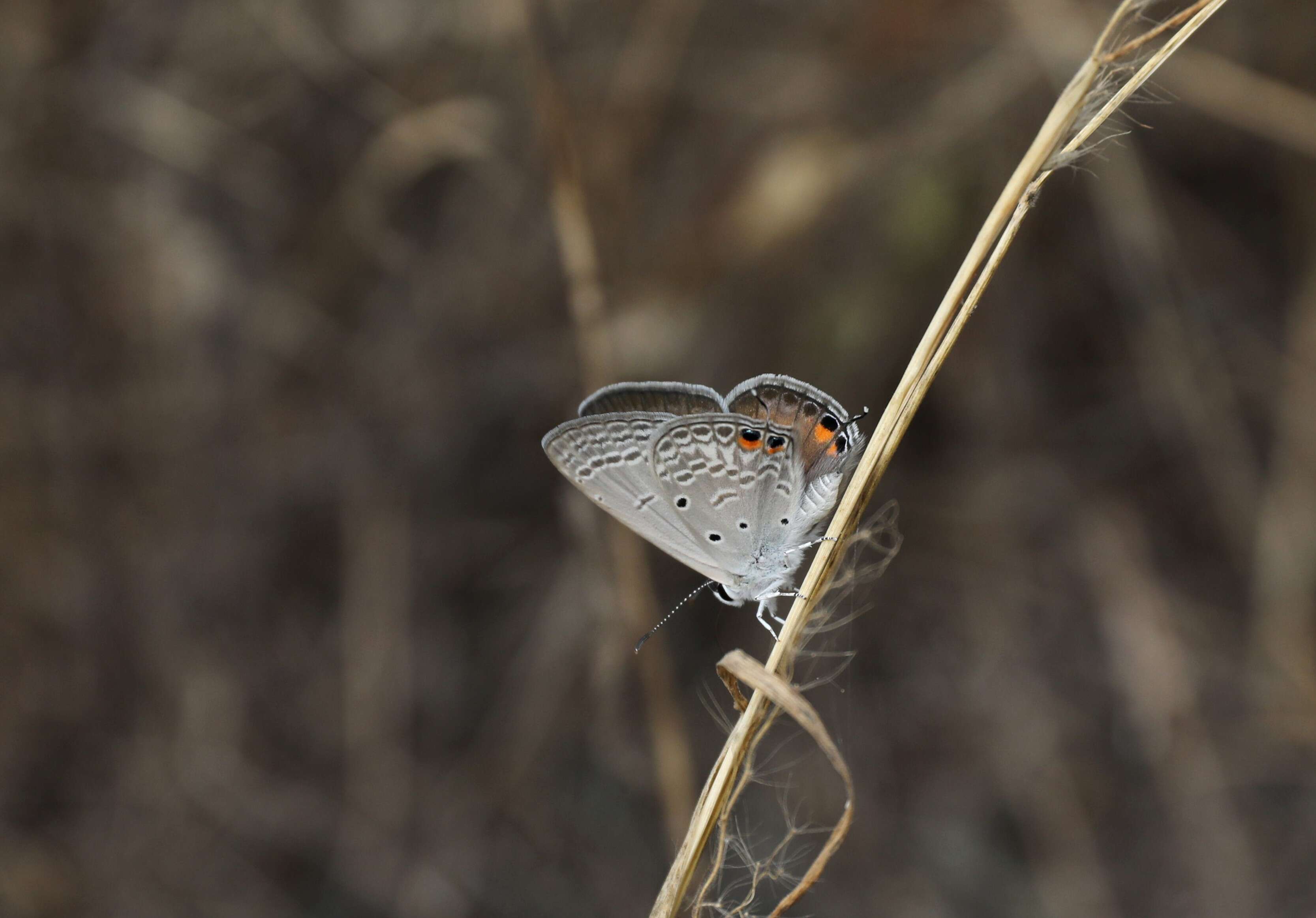 Image of Euchrysops osiris