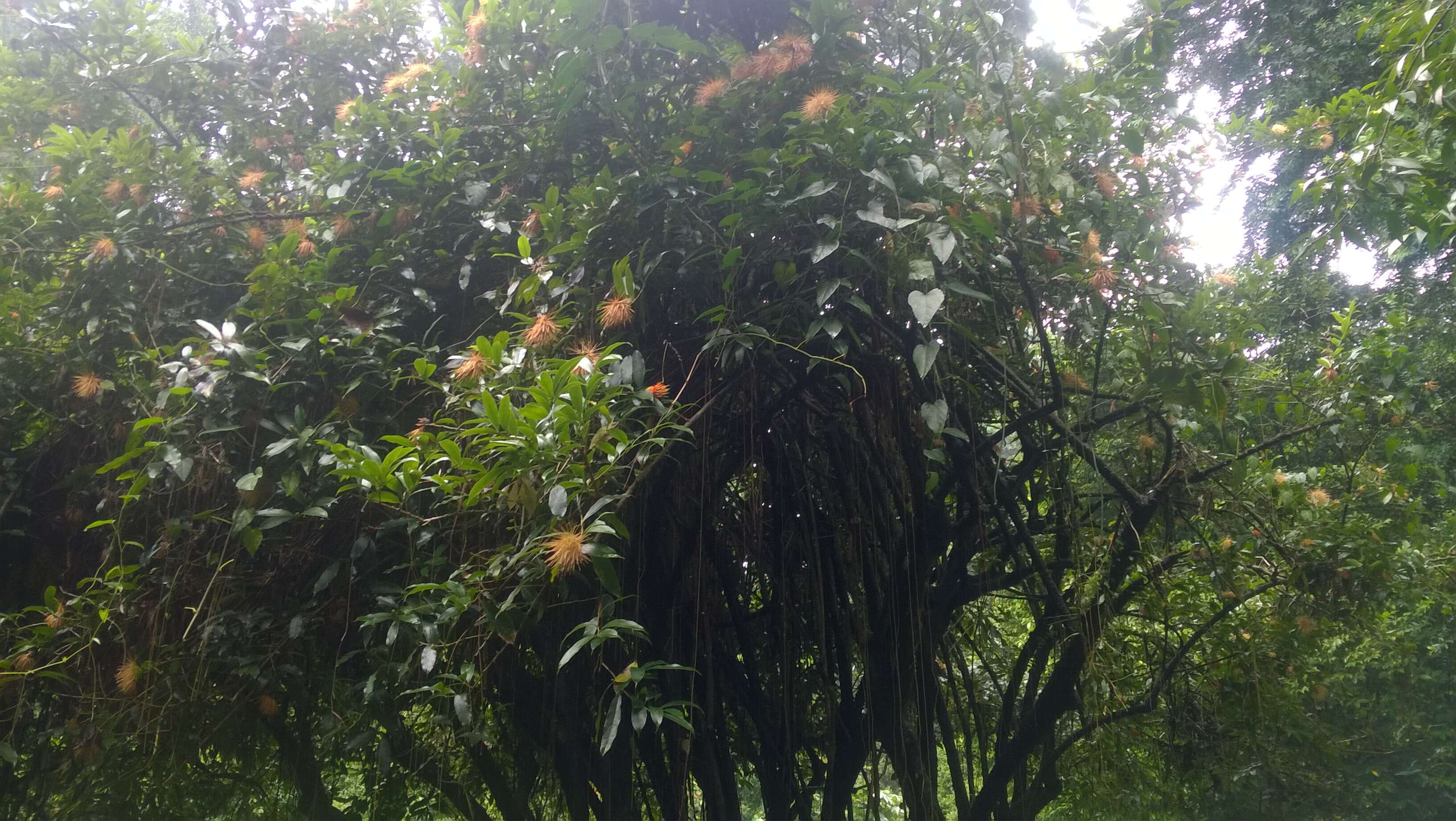 Image of Stifftia chrysantha Mikan