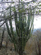 Pilosocereus quadricentralis (E. Y. Dawson) Backeb. resmi