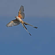 Image of Scissor-tailed Flycatcher