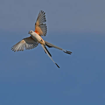 Image of Scissor-tailed Flycatcher