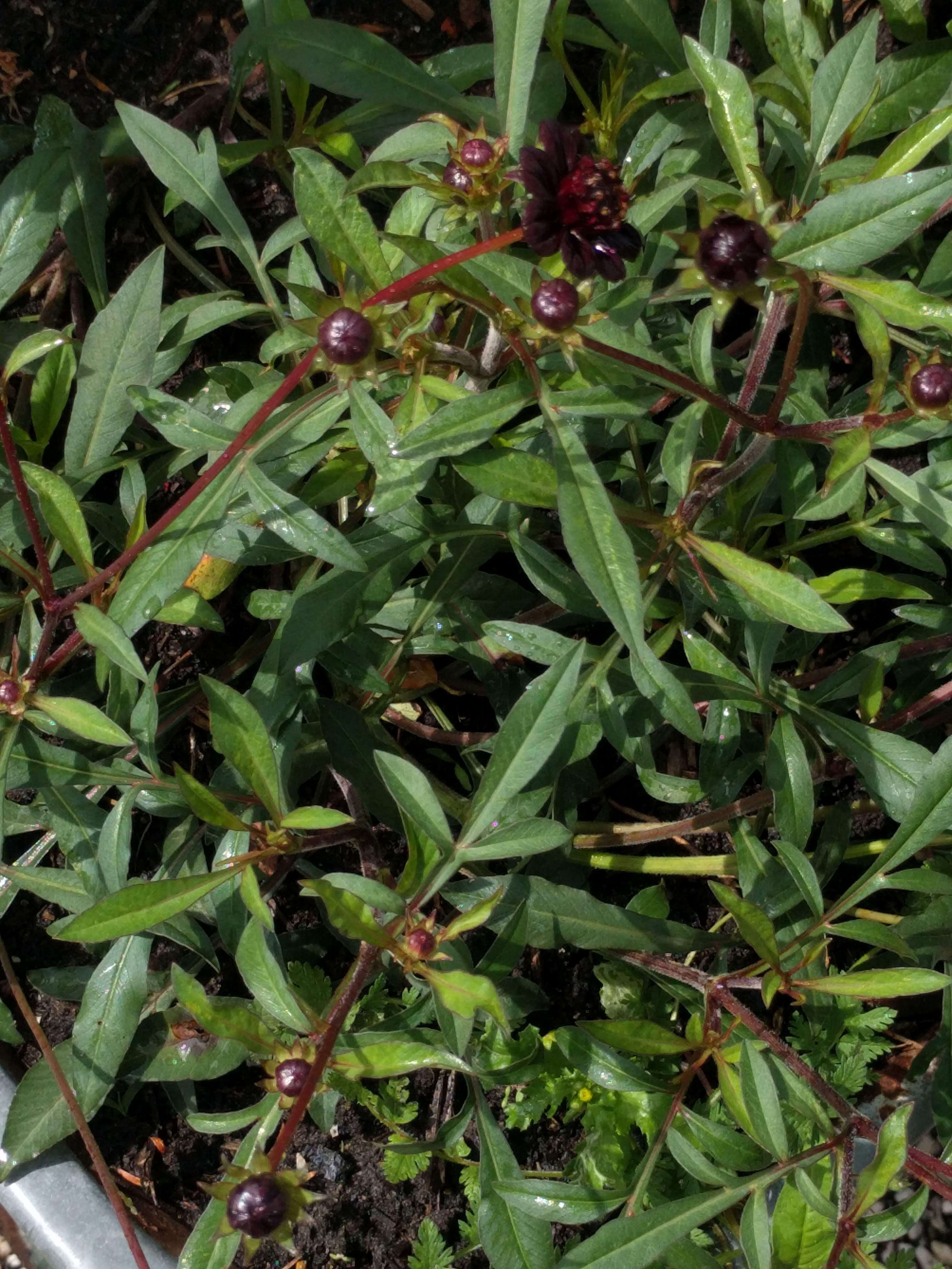 Image of Chocolate Cosmos