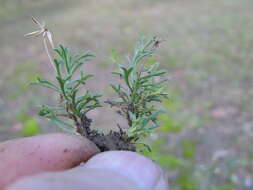 Image of Vittadinia muelleri N. T. Burbidge