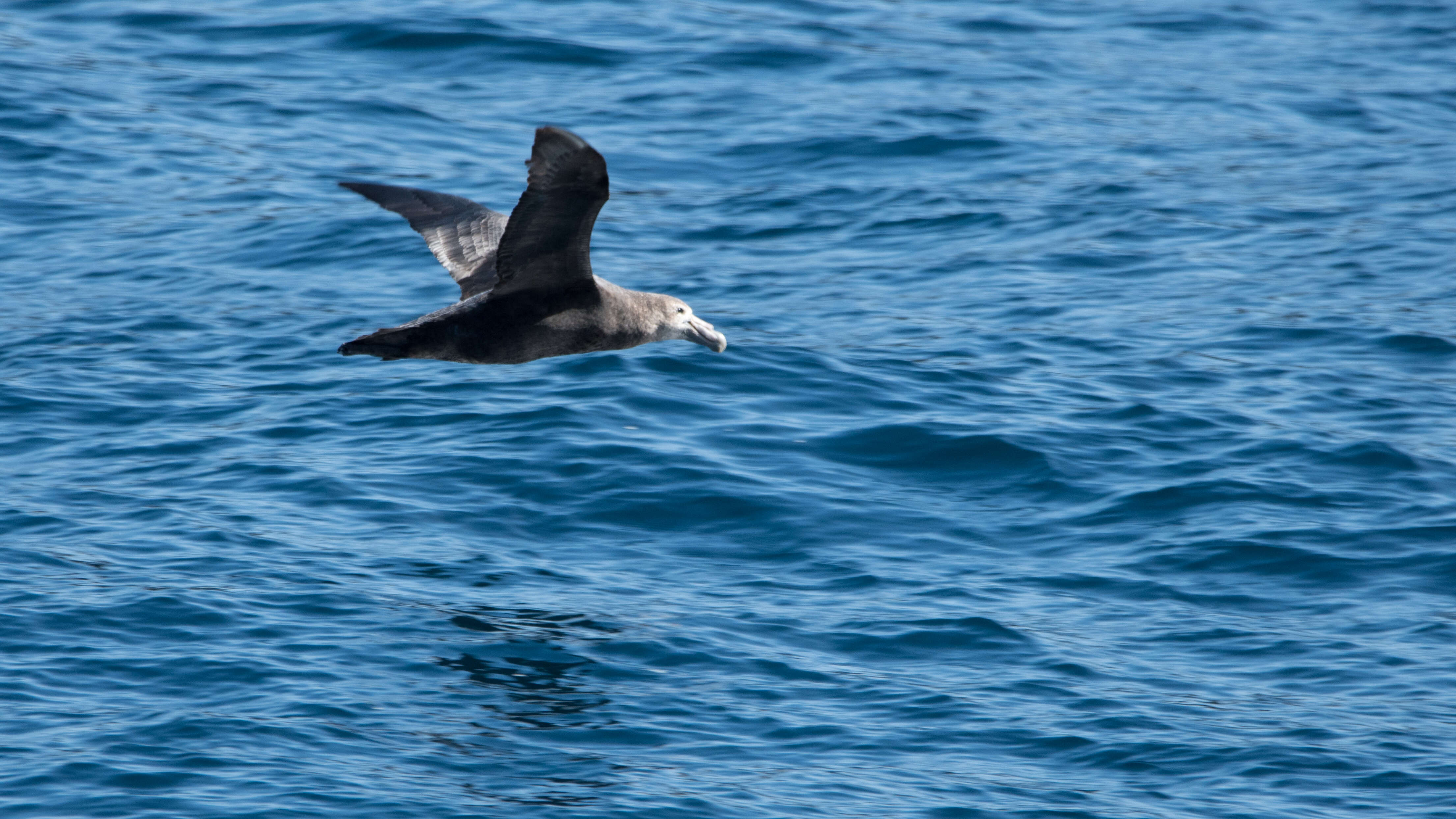 Image of Antarctic Giant-Petrel