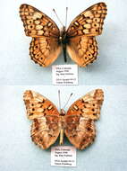 Image of Variegated Fritillary