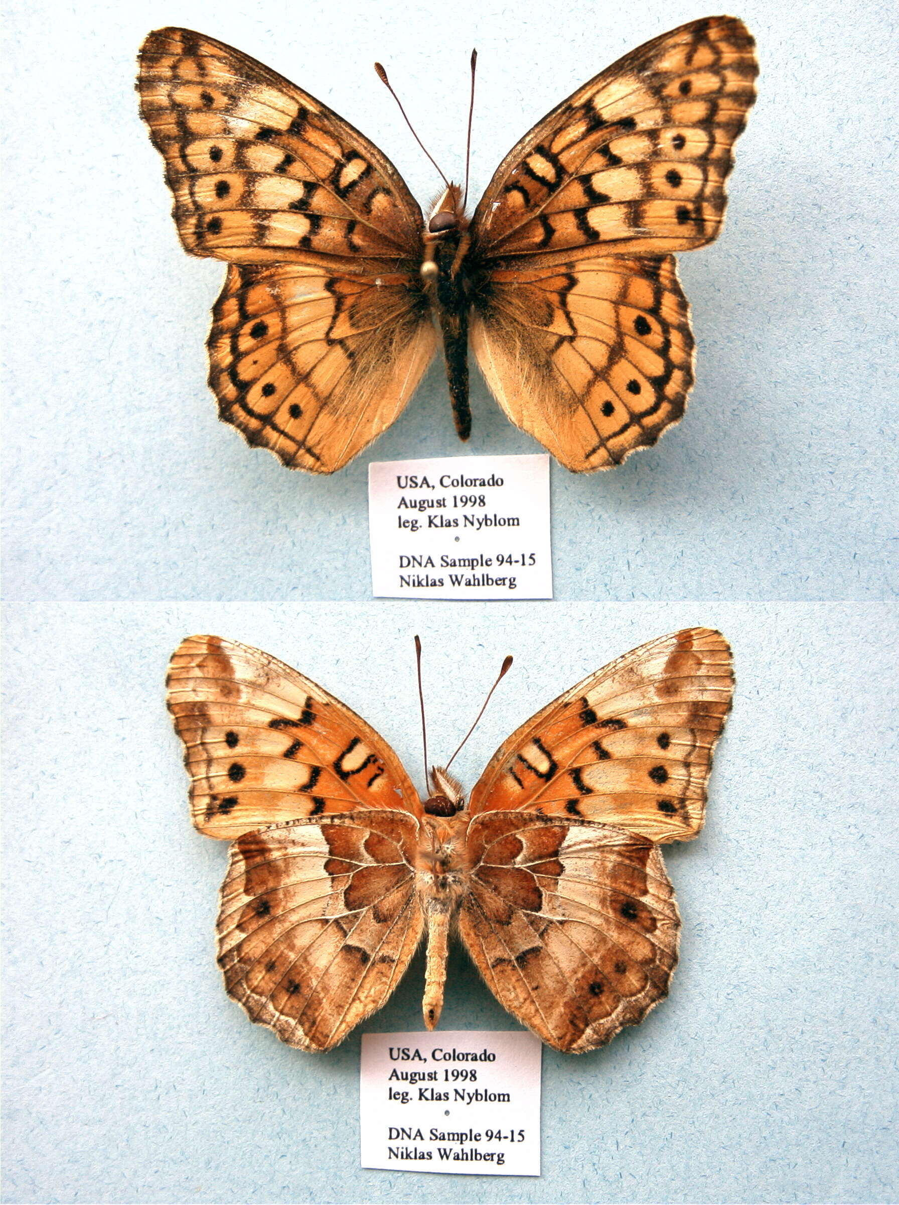 Image of Variegated Fritillary