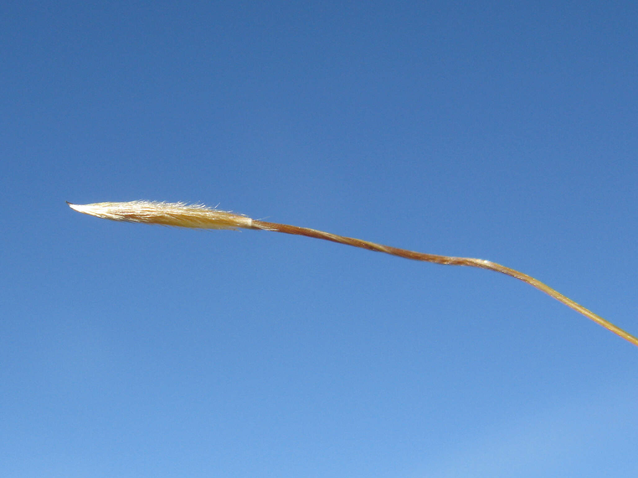 Image of Austrostipa nodosa (S. T. Blake) S. W. L. Jacobs & J. Everett