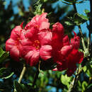 Plancia ëd Rhododendron buxifolium Low ex Hook. fil.