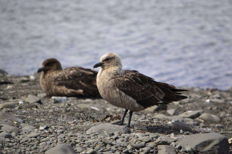 Image of Brown Skua