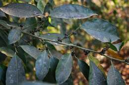 Ficus tinctoria Forst. fil. resmi