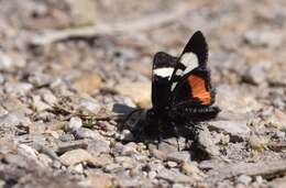 Imagem de Psychomorpha epimenis Drury 1780