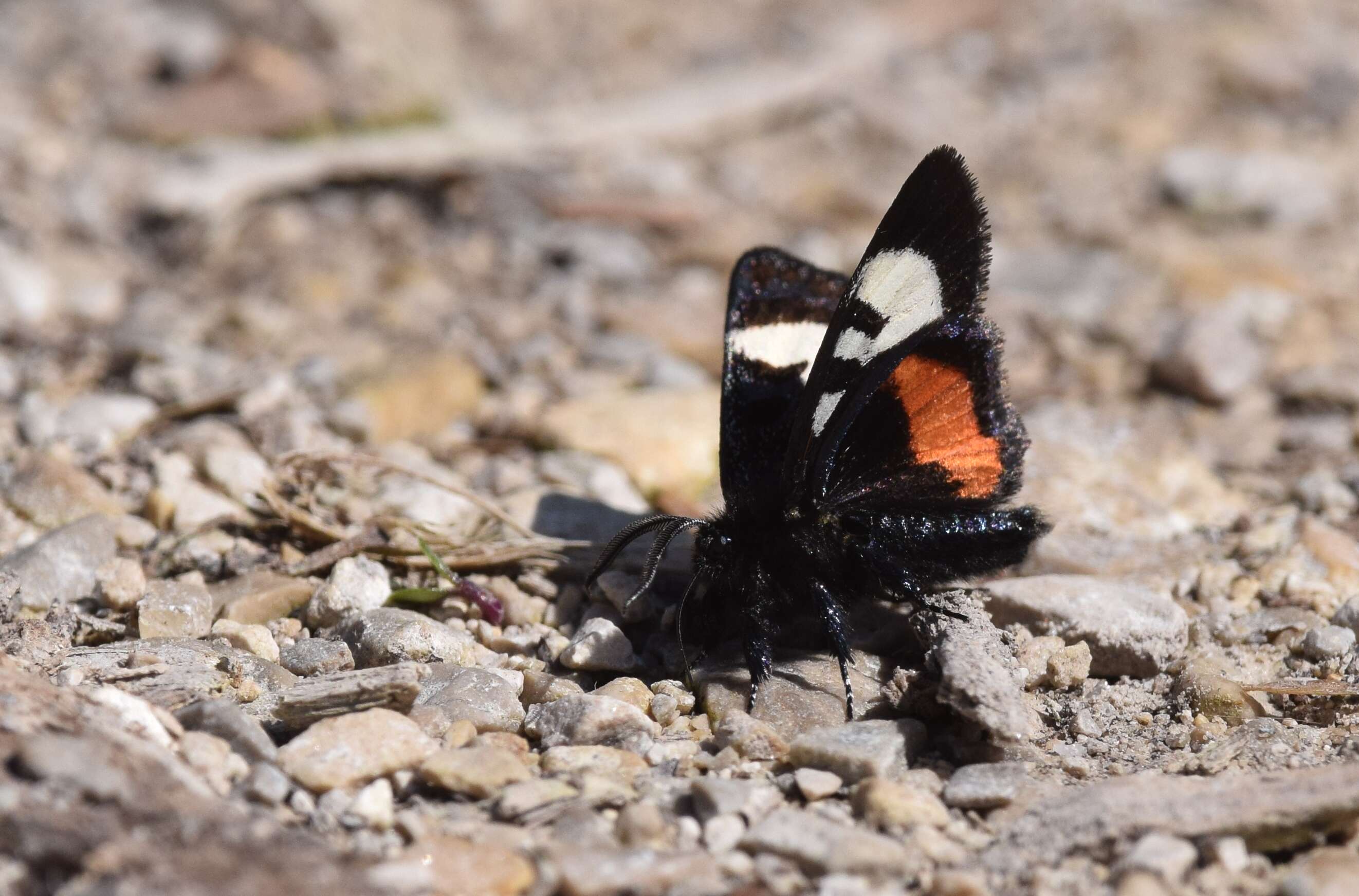 Imagem de Psychomorpha epimenis Drury 1780