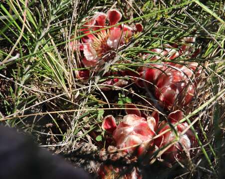 Image de Protea decurrens Phillips